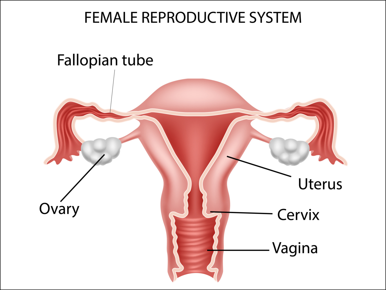 Uterus