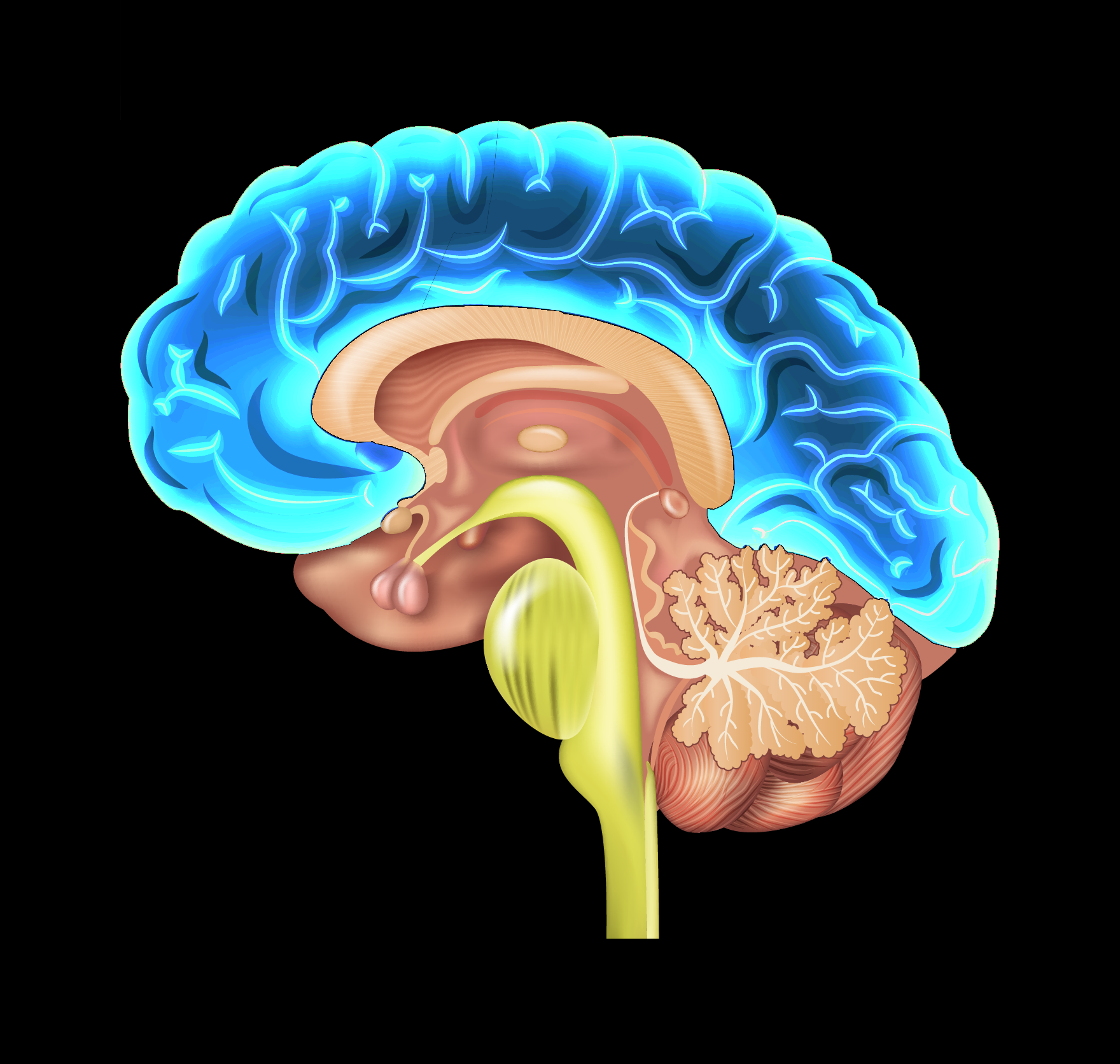 embryonic