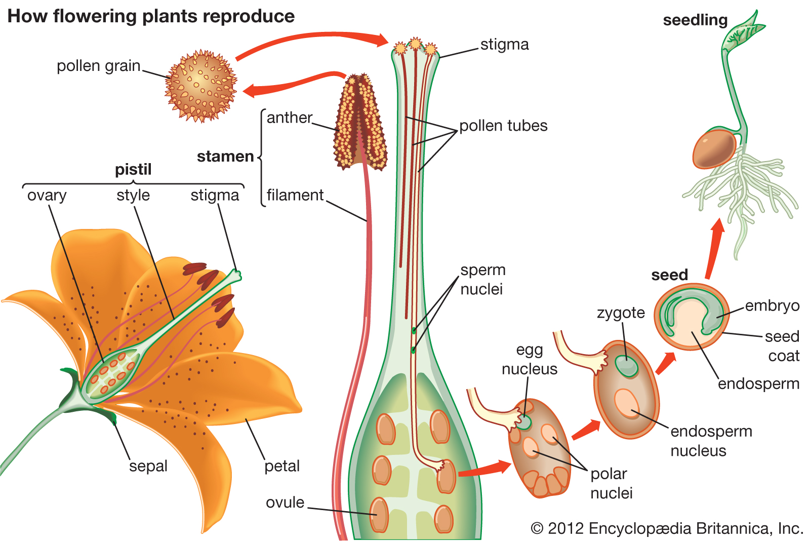 plant