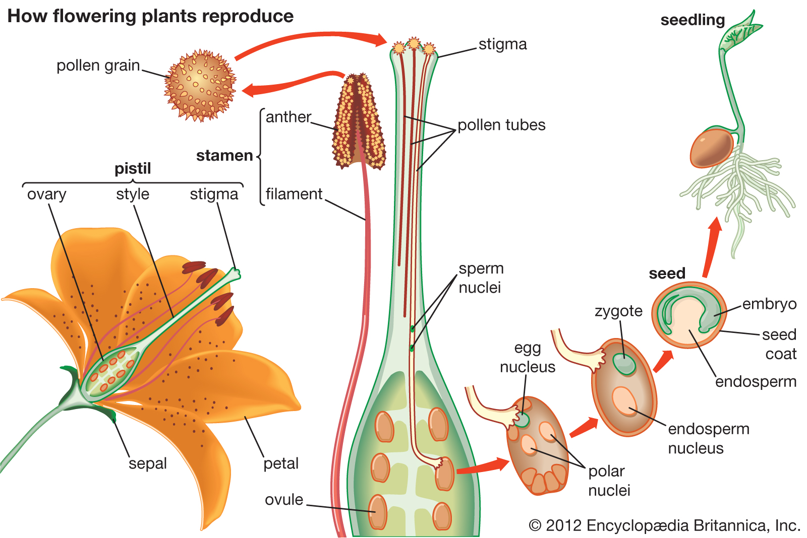 plant womb